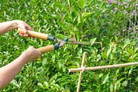 Cutting Ligustrum ovalifolium - Privet hedge with shears - bamboo canes used as guides