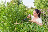 Woman cutting Ligustrum ovalifolium - Privet hedge with shears - bamboo canes used as guides