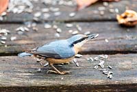 Sitta europaea - Nuthatch on wooden bird table feeding on seeds. 