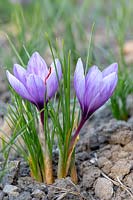 Crocus sativus - Saffron