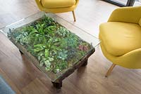 Planting under glass surface of coffee table with Moss, Fitonia and ferns - RHS Malvern Spring Festival, 2018.