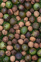 Juglans regia - Foraged walnuts on the grass. 