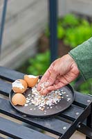 Woman crushing egg shells to use for slug prevention purposes. 