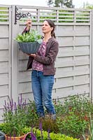 Woman placing hanging basket on bracket fixed to fence post. 