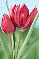 Tulipa humilis 'Lilliput' - Tulip 'Lilliput'