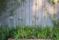 Blue painted fence with Trachelospermum jasminoides, underplanted with Agapanthus - Southend Young Offenders' A Place to Think, RHS Hampton Court Palace Flower Show, 2018.