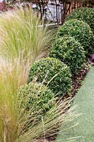 Edge of curved artificial lawn with Buxus balls and Stipa tenuissima Contemporary garden in Dulwich 