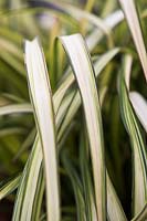 Phormium cookianum subsp. hookeri 'Blondie' - New Zealand flax