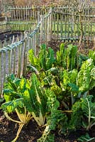 Swiss Chard 'Fordhook Giant' in the vegetable patch. RHS Garden Rosemoor, Great Torrington, Devon, UK.