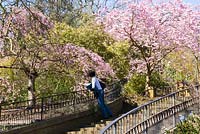 Steps down toward the trials field flanked by pink cherry blossom, Prunus pendula 'Pendula Rosea', AGM. RHS Garden Wisley, Woking, Surrey, UK