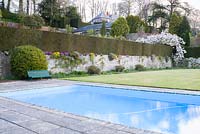 View across swimming pool to terrace walls
 featuring hedging and Prunus 'Taihaku' - great white cherry
