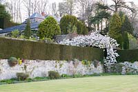 Terrace walls topped with Taxus baccata - yew hedging with cascading
Prunus 'Taihaku' - great white cherry 
