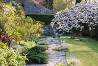 Formal path and lawn softened by mixed border planting, self-seed Brunnera and Prunus 'Taihaku' - great white cherry
