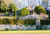 Formal lawn and clipped hedging above terrace wall softened by planting, such as 
Prunus 'Taihaku' - the great white cherry
