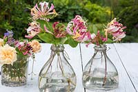 Cut flowers of Lonicera periclymenum 'Belgica' in glass vases. 