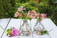 Cut flowers of Lonicera periclymenum 'Belgica' in glass vases.