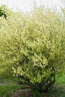 Eleagnus multiflora. Sir Harold Hillier Gardens, Hampshire, UK