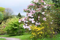 Pink Rhododendron 'Loderi' Group with scented yellow form below. Holker Hall, Grange over Sands, Cumbria, UK