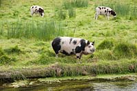 Pigs and sheep graze beside the river. Heale House, Middle Woodford, Salisbury, Wilts, UK. 