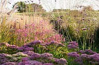 Diascia personata, Verbena bonariensis, sedums and flowering grasses. The Oast House, Isfield, Sussex, UK