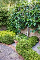 View of wall trained Ficus caria - fig - in walled garden.  Mill House, Netherbury, Dorset, UK