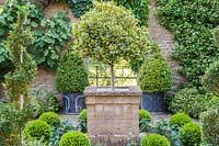 Centrepiece of standard Ilex - Holly - in central stone container, surrounded by topiary specimens in walled garden. Mill House, Netherbury, Dorset, UK. 