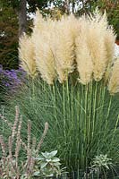 Cortaderia selloana 'Evita' - Pampas Grass 'Evita'