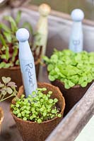 Microgreens in biodegradable pots in miniature greenhouse