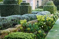 Border with box, euphorbias and white tulips with lavender and clipped yews  at Heale House, Middle Woodford, Wiltshire 