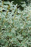 Cornus sericea 'White Gold'