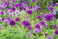 Allium hollandicum 'Purple Sensation' and aflatunense 
