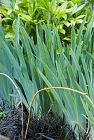 Irises and peonies with an edging of Ophiopogon planiscapus 'Nigrescens' and bamboo hoops 