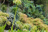 Mix of agapanthus seedheads, Melianthus major, Echium pininana, Echium candicans, fuschia and palms