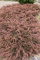 Microbiota decussata, spreading conifer foliage that changes through year, here bronzed