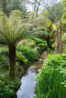 Tree ferns with irises and astilbes. Abbotsbury Subtropical Gardens, Abbotsbury, Dorset, UK