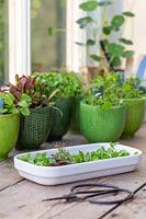 Cut microgreens of coriander, basil, sorrel, beetroot and mixed salad leaves