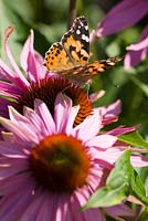 Vanessa cardui - Painted Lady butterfly - on Echinacea flower - Coneflower 