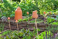 Terracotta in vegetable raised beds, items include: forcing pot and pots 
on top of canes