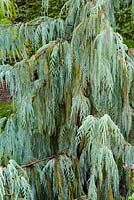Cupressus cashmeriana - Kashmir Cypress