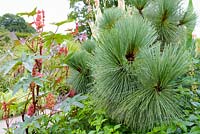 Pinus montezumae 'Sheffield Park' with Ricinus 'Impala' in the Exotic Garden at RHS Garden Wisley, Surrey, UK.