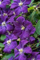 Clematis viticella 'Etoile Violette', a vigorous deciduous climber
 bearing masses of velvety, purple flowers 