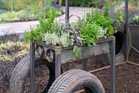 Herbs in recycled metal trough - Food For Thought garden, Sponsored by Pegasus Group, RHS Tatton Park Flower show, 2018. 