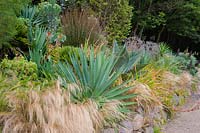 Bank of striking foliage plants including Agave americana, succulents, restios and echiums amongst a mass of Stipa tenuissima