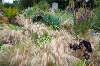 Stipa tenuissima washes in and out of planting on a sunny bank including Leucadendron 'Safari Sunset', Agapanthus inapertus, Leucadendron argenteum, aeoniums and other succulents
