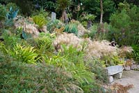 Stipa tenuissima washes in and out of planting on a sunny bank including Leucadendron 'Safari Sunset', Agapanthus inapertus, Grevillea 'Bronze Rambler', aeoniums and other succulents