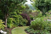A curved grass path sloping away between borders planted with acers and roses.