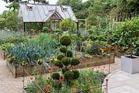 A small perennial bed and cloud pruned conifer in front of a potager of raised beds planted with vegetables and French marigolds. Behind, a greenhouse. Behind, a greenhouse.
