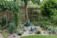 On a hot, south-facing bank, a 'desert' bed planted with aloe, Agave americana, Astelia chathamica 'Silver  Spears', Cordyline australis, a miniature pine, succulents and a dwarf fan palm.