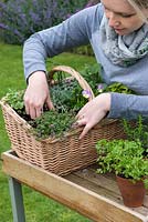 Woman planting a herb basket with creeping thyme, Thymus serphyllum 'Russettings'.
