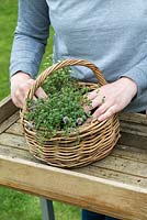 Woman planting a herb basket with creeping thyme - Thymus serphyllum 'Russettings'.